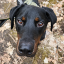 certified-rat avatar