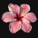 certified-yapper-guy avatar