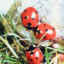 certifiedsillybilly avatar