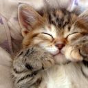 certifyablyawkward avatar