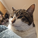 ceruleanphasmid avatar