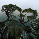 ceruleanposts avatar