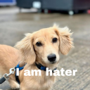 ceruleanstudy avatar