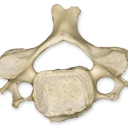 cervical-vertebrae-offical avatar