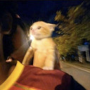 cesaroisagoat avatar