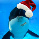 cetuscetus-admin avatar