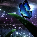 ceudeborboletas avatar