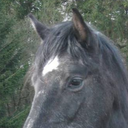 cexdressage avatar