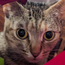 cezanne-tures avatar