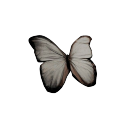 cfbrckenwiiings avatar