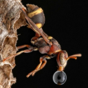 ch4rl1e-n4g4ru avatar