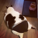 chachadaisuki avatar