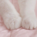 chairmanxmeow avatar