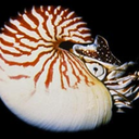 chambered--nautilus avatar