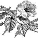 chameleon-noir avatar