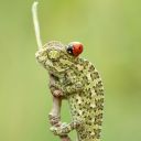 chameleon-translator-student avatar