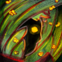 chamomile-carillon avatar