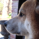 champ-the-shiba-inu-blog avatar