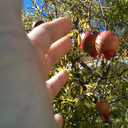 champagneatnoon avatar