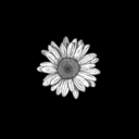 champagnedaisies avatar