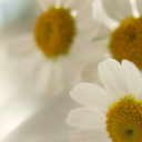 champagnejacks avatar