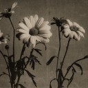 champagneproblcms avatar