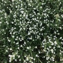 champagnxproblxms avatar