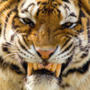 champawattigress avatar