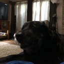 champion-of-thedas avatar