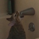 championoflosers avatar