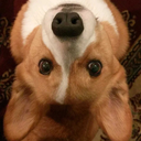 chancellorofcorgis avatar