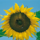 chanel--bones avatar