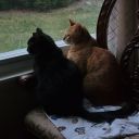 changetheprophecy81 avatar