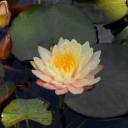 changing-into-me avatar