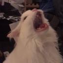 chaos-is-fun1 avatar