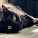 chaoscathours avatar