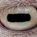 chaosflamingo avatar