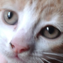 chaotic-cat-circus avatar