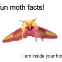 chaotic-murder-gremlin avatar