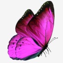 chaotic-phantom avatar