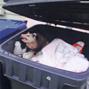 chaoticcogitation avatar