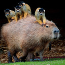 chaoticeclips avatar