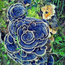 chaotichideoutrebel avatar