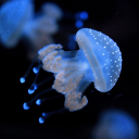 chaoticjellyfishes avatar