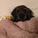 chaoticstudentlightbakery avatar