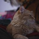 chaotictravelerrants avatar