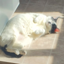 chaoticwriterpotatocreature avatar