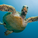 characterswithanimalnamesfight avatar