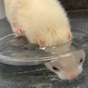 charcoochieboard avatar