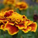 charged-with-intent avatar